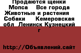 Продаются щенки Мопса. - Все города Животные и растения » Собаки   . Кемеровская обл.,Ленинск-Кузнецкий г.